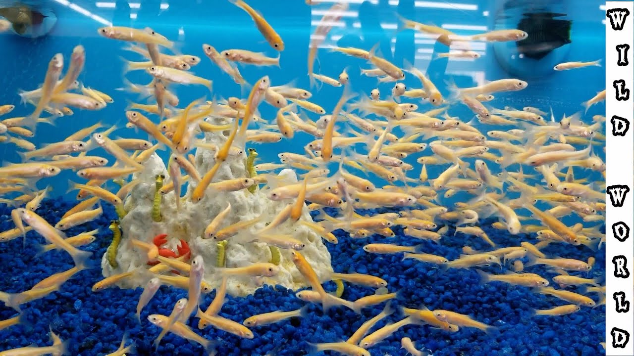 Buying a 100 Feeder Fish! YouTube