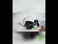 Dual-Lens PTZ Camera – 5+5MP / 8+8MP || Smart Surveillance || Night Vision #Security Surveillance