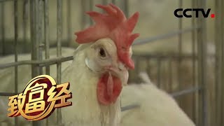 《致富经》养在“地下城堡”的鸡 竟让他一年多赚200万 20200312 | CCTV农业