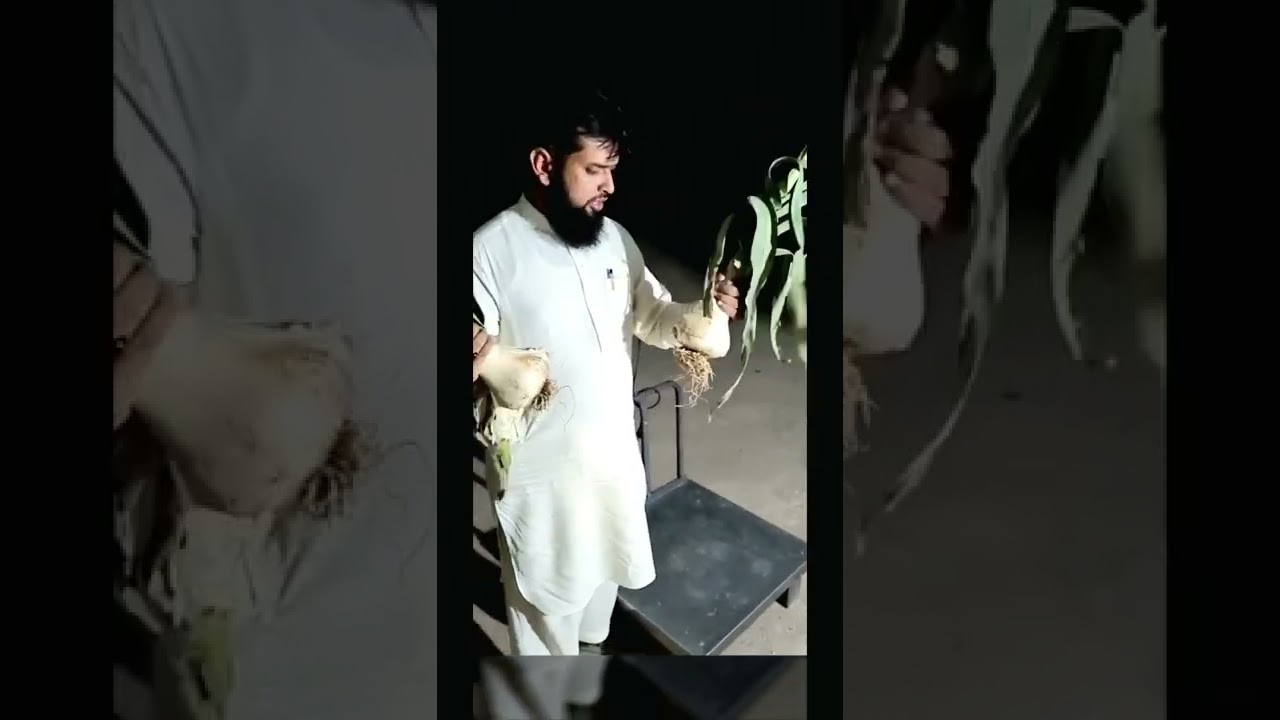 Narc garlic g1 best seed