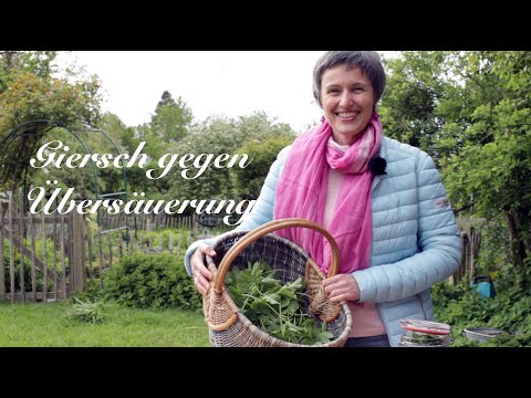 Ground elder against hyperacidity - Viriditas medicinal plant knowledge