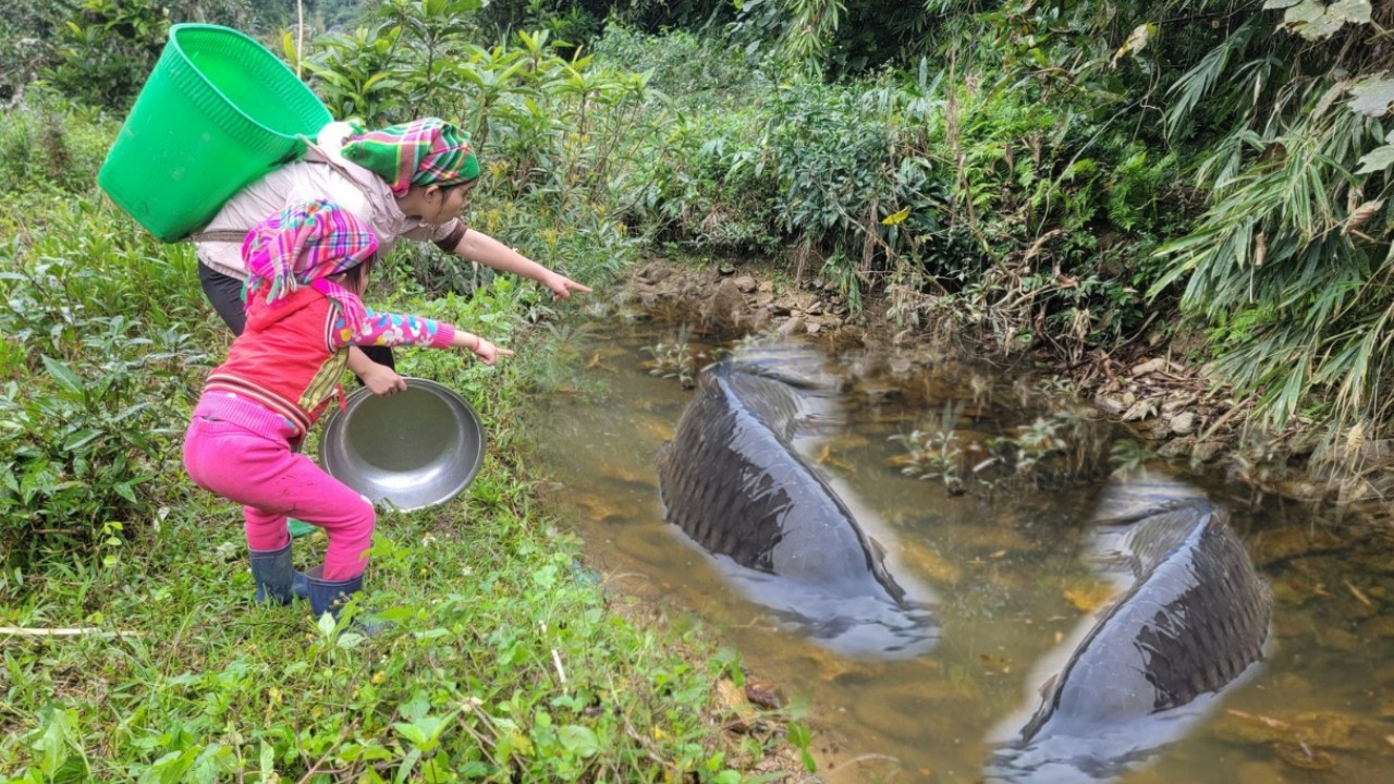 Meet the giant fish in a wild puddle. How to catch many giant fish. Fish catching skills