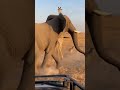 Elephant Hero Saves Giraffe Family from Lion Attack 🦁🐘