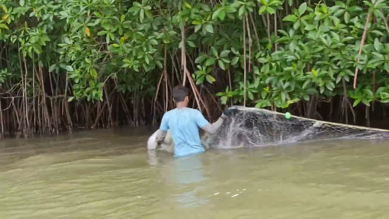Mangrove forest, Pichavaram, near Chidambaram, Tamilnadu 