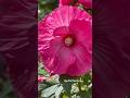 Hibiscus 🌿nature’s quiet masterpiece 🌺#youtubeshorts #shorts #flowers
