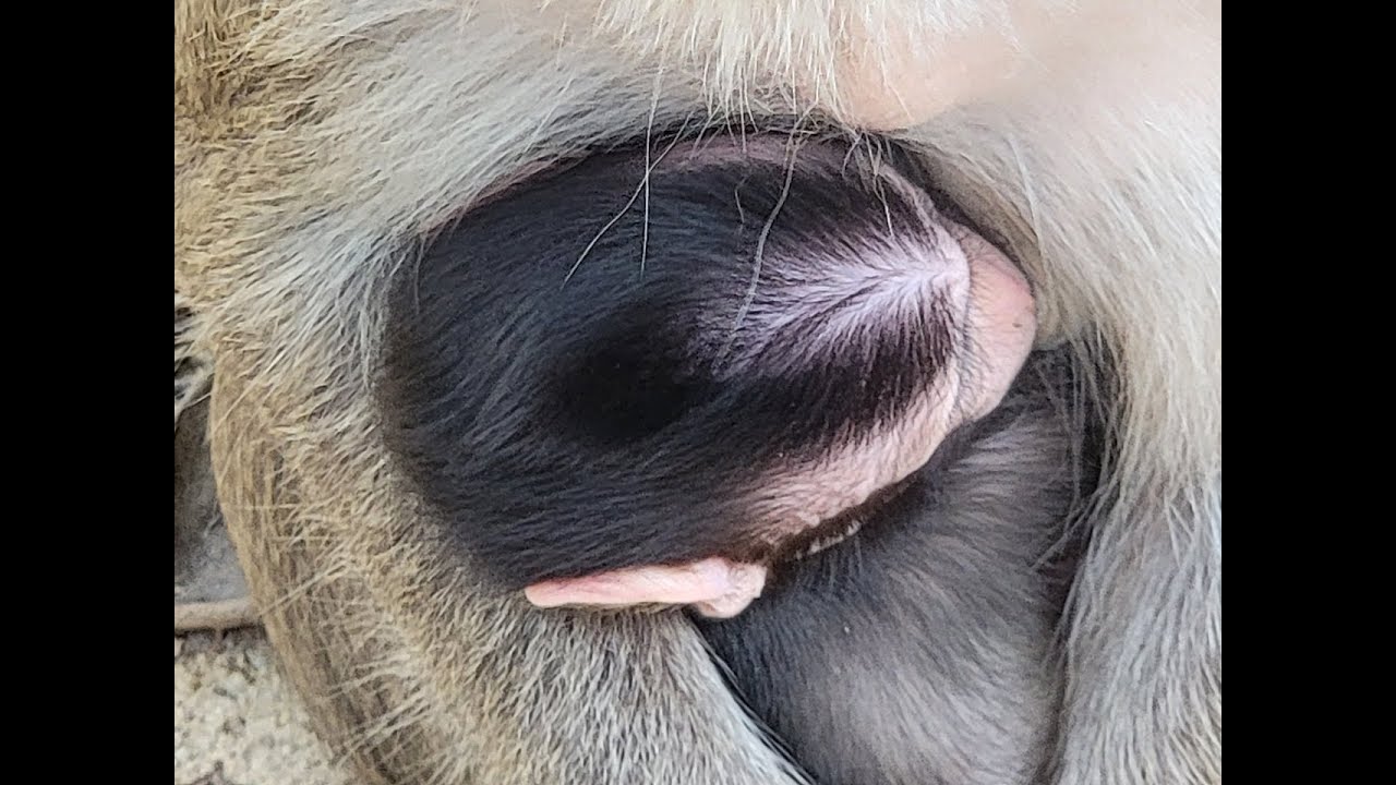 Monkey daily compilation activity cute bay monkey