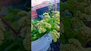 que hermosura las plantitas 👌💜💘