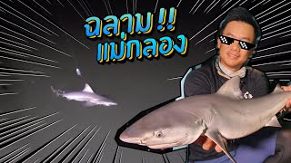 ฉลามแม่น้ำแม่กลอง! River Shark!