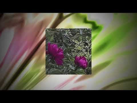lannarie - seagulls