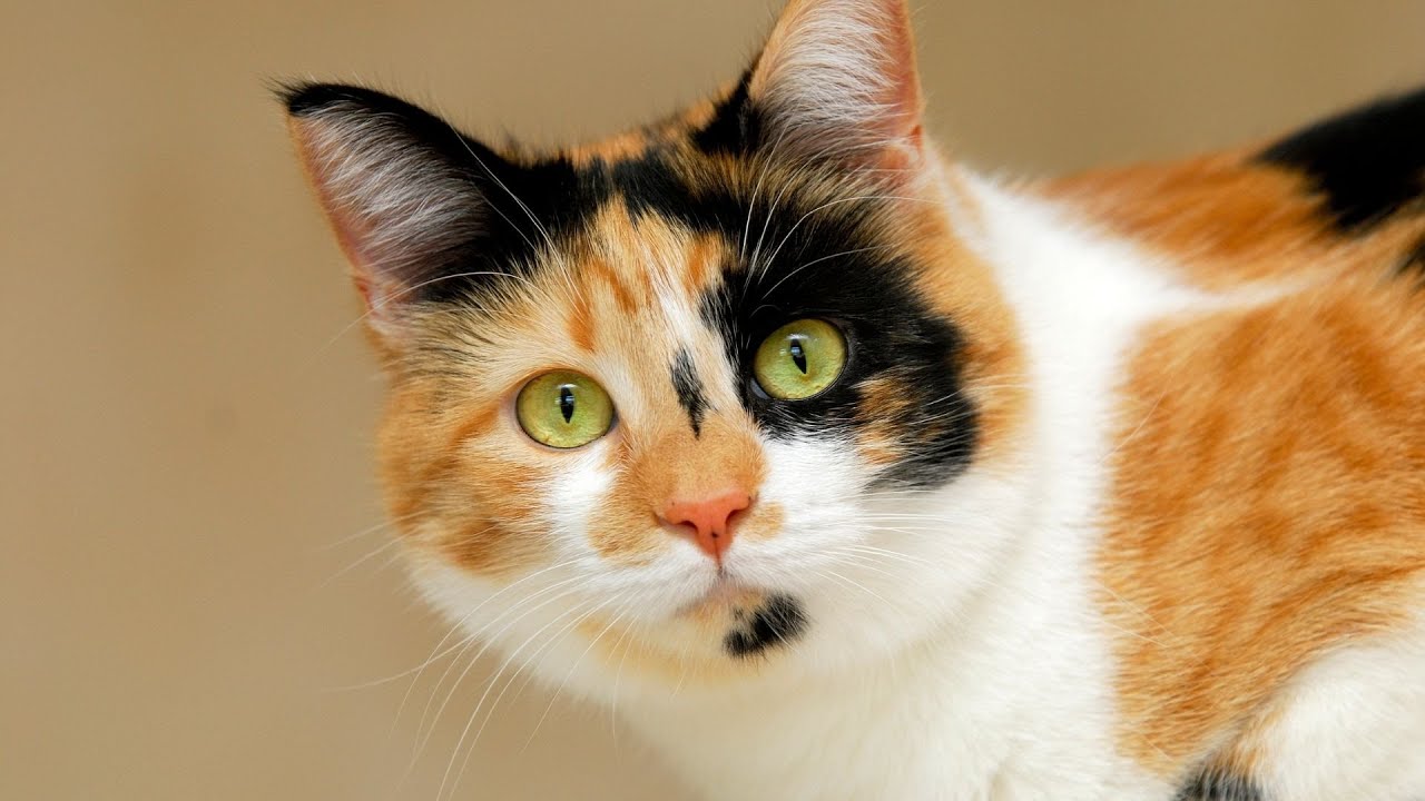 Cats: Camouflage Kings - Hide & Seek Like a Pro!