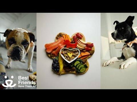 Video: 3 Special Holiday Pet Recept från en Vet