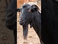Goat Farming 🐐🦙 #goat #shetkari #शेळीपालन #viral #viralvideo #shetkri #sheti #marathi #breeding