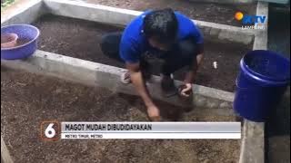 #Liputan6SCTV Budidaya Maggot - Kampung Peng-Angguran - #MetroTimur