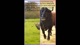 Mitos vs Fakta|adu kekuatan badak vs banteng