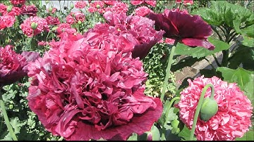 Honey Bees and Poppies on my Alltoment ~ Bird song nature Spring Summer Watch UK