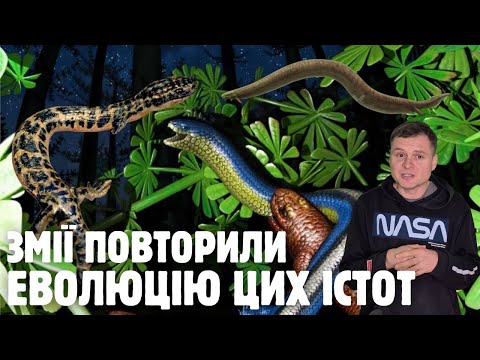 Carboniferous Lisorophytes: Infernovenator and limb loss in Nagini