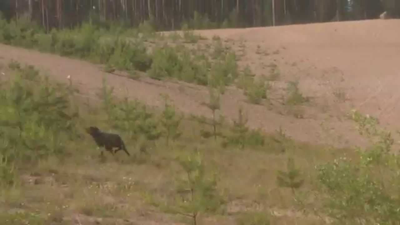 Gundog Training: Blind with Labrador Retriever Marski 2 - YouTube