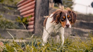 The Brittany Dog An Invaluable Asset for Conservation Organizations