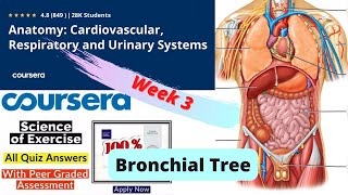 Coursera Anatomy Specialization 2nd Course Week 3 Bronchial Tree Quiz Answers  || Insider Zone