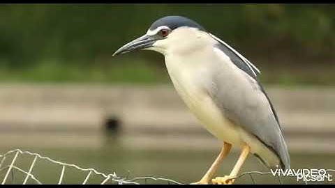 Tiếng vạc gọi. Tác. Tháng 3 chuẩn lưới đêm. Lh zalo. 0705294624