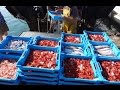 Descarga del pescado y marisco en el Puerto de Blanes