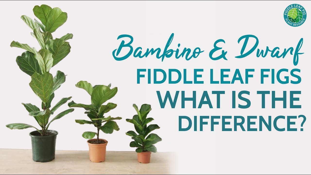 Buy Bambino Fiddle Leaf Fig Trees Online