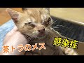 子猫を拾いました、、目ヤニ、身体中傷だらけ