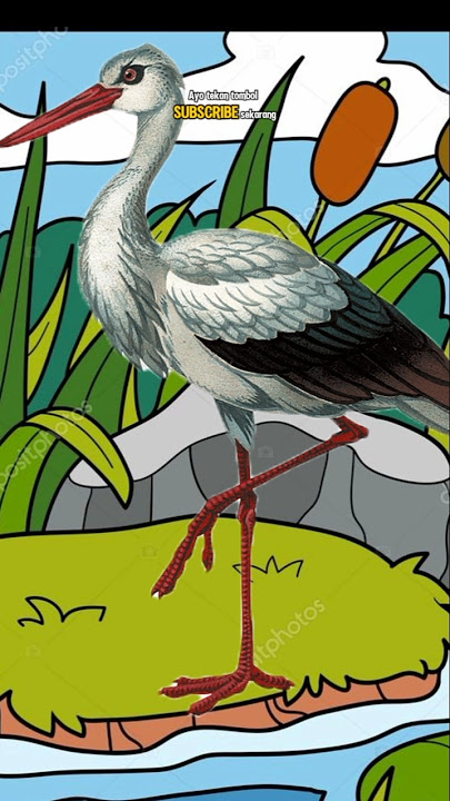 bangau burung yang suka di rawa.#bangau #rawa #belajarduniahewan #faktaunik #belajarhewan