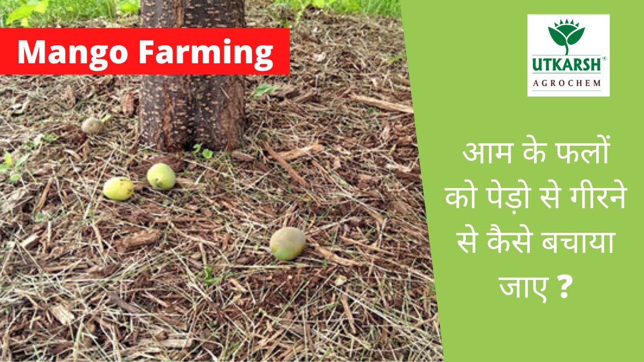 आम को पेड़ो से गिरने कैसे बचाए? | How can you stop mango from falling