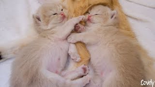 The two kittens hugged each other and slept soundly while their mother breastfed the other siblings.