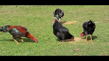 QAIB THAIB ZOO NRAUG KAWG LI 11/8/2022