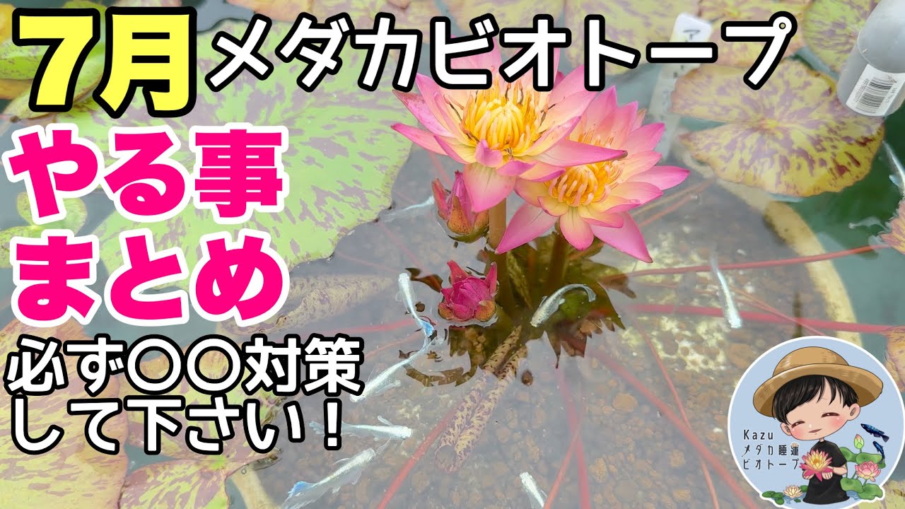 medaka ⚠️プロフ必読 8/3 Summary of things to do at the Medaka Biotope in March! This