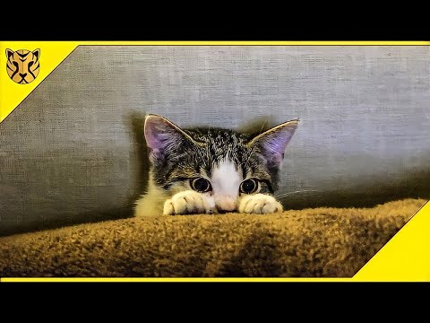 Video: Hal-hal Apa Yang Memancing Kucing Untuk Melakukan Hal-hal Buruk