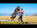 All Animal Attacks on Alpha Wolf (Animal Attacks Part 9) Animals VS Wolf Leader - FAR CRY 5