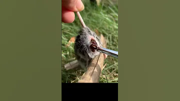 УДАЛЕНИЕ ОВОДА / BOTFLY REMOVAL #mouse #botfly #shorts