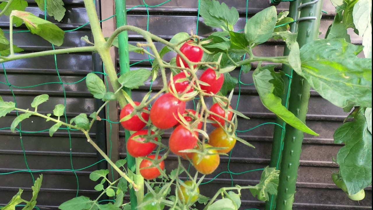 ミニトマトの成長記録 Youtube