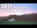 Let the Sheep help You to Sleep and Relax