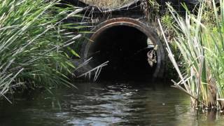 Wetlands & Water Quality