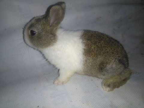 Ep.1 खरायो कुन प्रजातिको कसरी चिन्ने ? How to know rabbit Breed ? Rabbit farming in Nepal