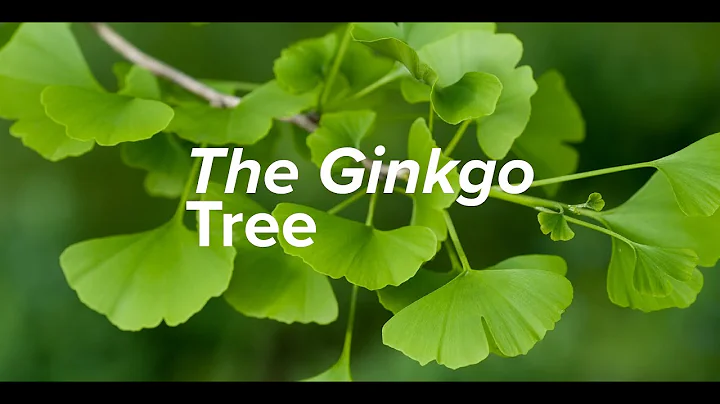 The Ginkgo Tree Planted 1,400 Years Ago - DayDayNews