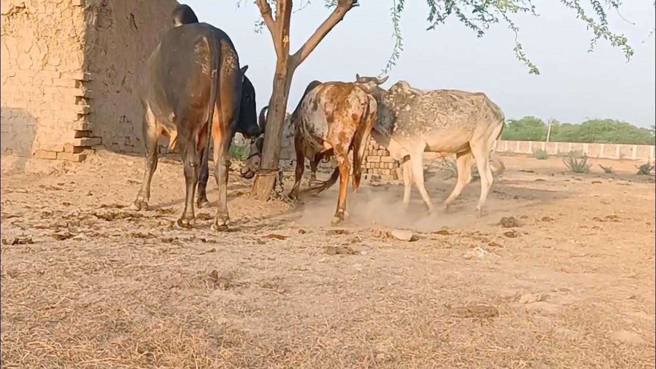 Bull cock. Черный бык. Булл.