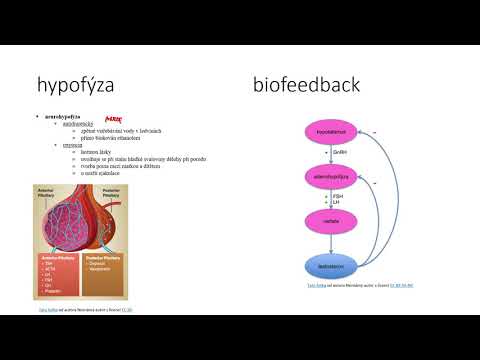 Video: Rozdíl Mezi Přední Hypofýzou A Zadní Hypofýzou