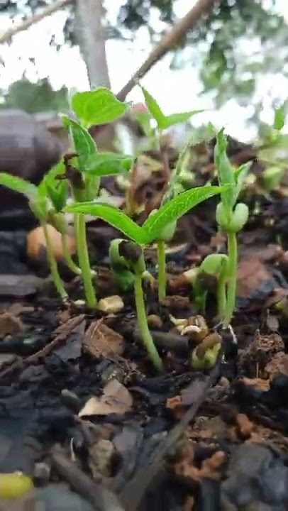 Growing monggo seedlings.