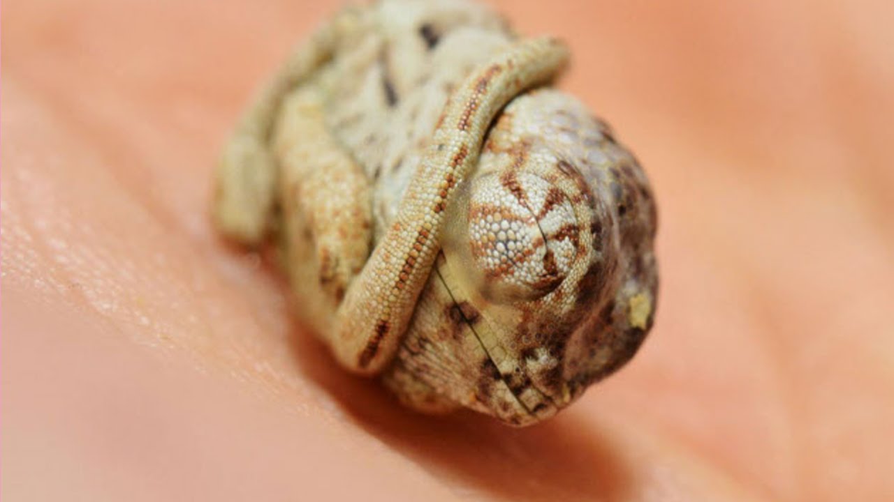 おもしろ動物 自分が孵化したことに気づかず寝ている赤ちゃんカメレオンがかわいいcute Baby Chameleon Sleeping Is Not Aware That He Had Hatched Youtube