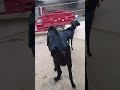Who met all the friends, Goat Base, recorded the real life of the farmer  Female sheep10