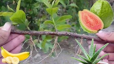 Unique Skill | How To Graft Guava Tree From Branch with  Banana & Aloe Vera | 100% Many Fruit