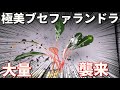 超絶綺麗な水草大量に襲来！ブセファランドラ１４種類！【アクアリウム】