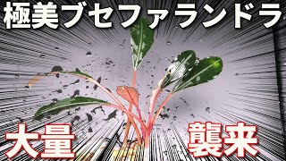超絶綺麗な水草大量に襲来！ブセファランドラ１４種類！【アクアリウム】