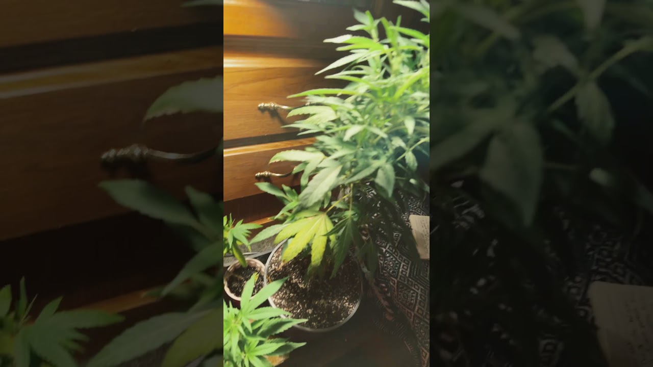 lemon cherry an alpha blue clones