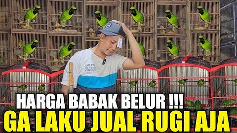 EDAN ! APA GA RUGI KIOS MANTO JUAL CUCAK IJO BODY SUPER SEMURAH INI DIKIOS PASAR BURUNG PRAMUKA